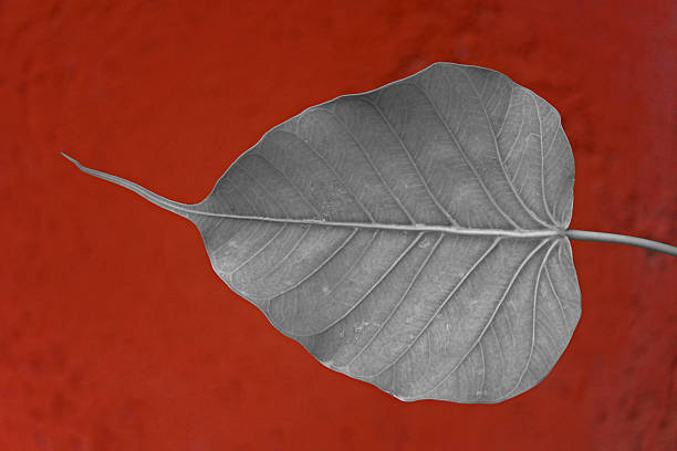 young leaf, Ficus Religiosa plant young leaf, Ficus Religiosa plantyoung leaf, Ficus Religiosa plant banyan tree peepal tree leaf stock pictures, royalty-free photos & images