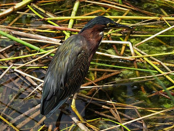 socó-mirím (butorides virescens) - virescens imagens e fotografias de stock