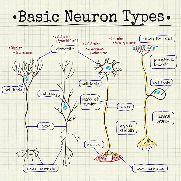 なタイプの neurons - activity axon biology biomedical illustration点のイラスト素材／クリップアート素材／マンガ素材／アイコン素材
