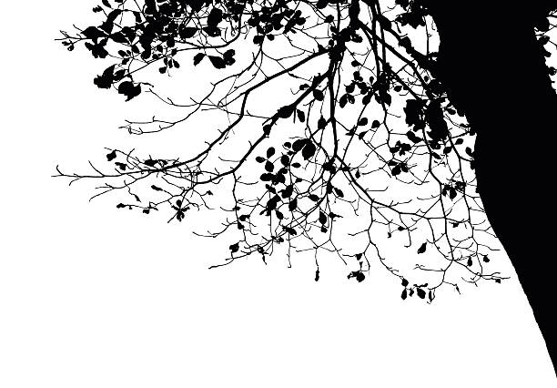 Tree branch silhouette : Vector vector art illustration
