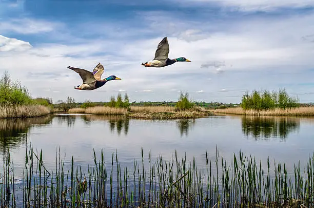 beatiful colour image of two ducks flying over a lake in somerset south west of england uk,