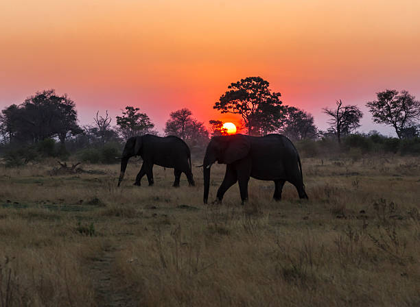istock Two African elephants silhouetted at sunset 484176476