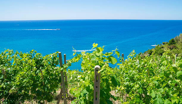 istock Vine grapes plants growing on the Mediterranean coast 484177134
