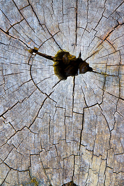 istock Cypress tree's stump in the nature 484177194