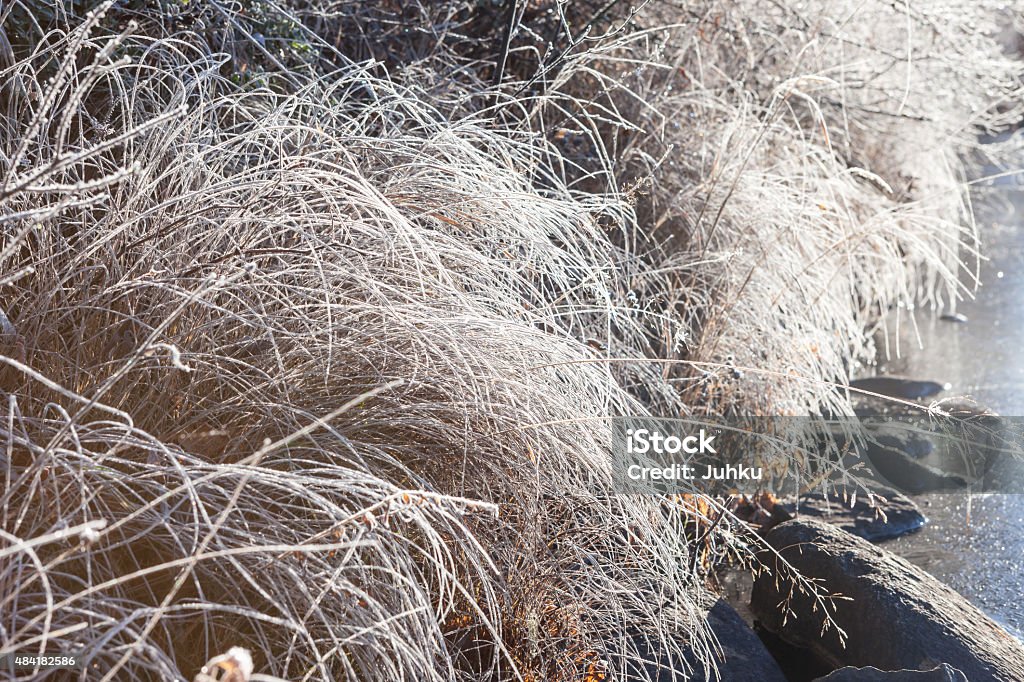 Frost hay in morning sunshine Frost covered hay in morning sunshine 2015 Stock Photo