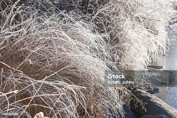 Frost Hay In Morning Sunshine Stock Photo - Download Image Now - 2015, Beauty In Nature, Branch - Plant Part