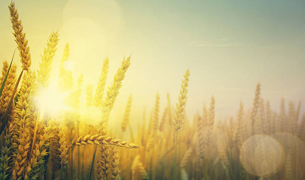 istock art golden wheat field and sunny day 484187770