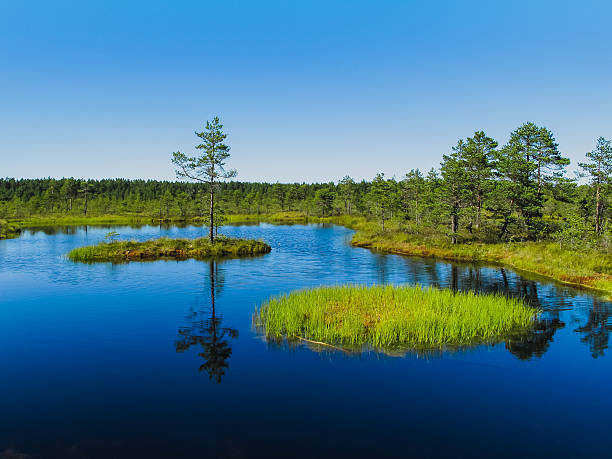 istock Swamp 