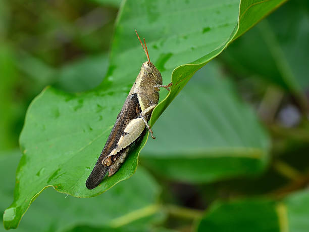 istock grasshopper in green nature 484188458