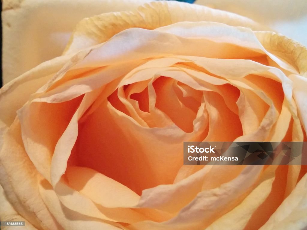 Beige rose - Photo de Beige libre de droits