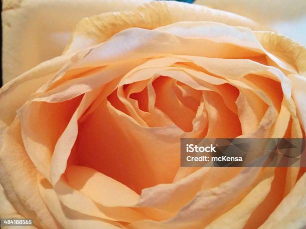 Photo libre de droit de Beige Rose banque d'images et plus d'images libres de droit de Beige - Beige, Courbe, Fleur - Flore