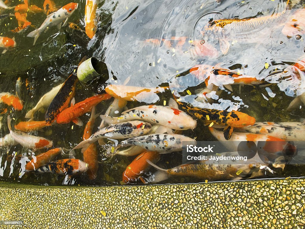 Top View of Cyprinus Carpio Carpios Top view of a group of Cyprinus carpio carpios. Animal Body Part Stock Photo