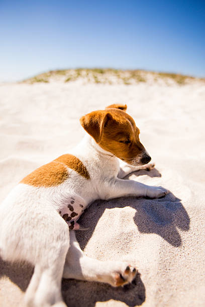 istock Jack Russell Puppy lying on beach 484190355