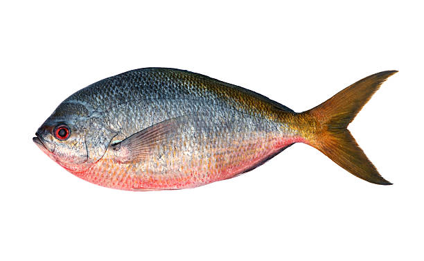 istock Yellowtail fusilier fish isolated on white background 484190381