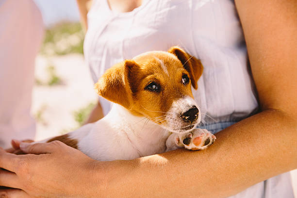 istock Cute puppy on womans lap 484190799
