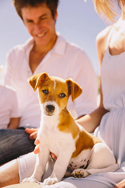 istock Puppy sitting in family lap 484190809