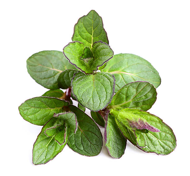istock Beautiful fresh sprig of mint. 484191111