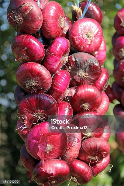 번들 붉은 양파 구근 식물에 대한 스톡 사진 및 기타 이미지 - 구근 식물, 붉은 양파, 사진-이미지