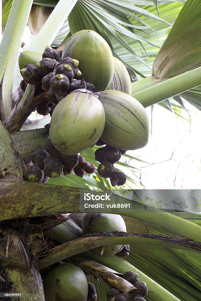 Coco de Mer tree - Lizenzfrei Aufnahme von unten Stock-Foto