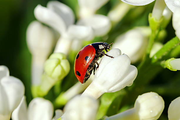 the ladybug creeps on white flowers