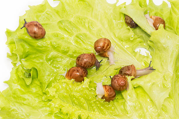 Pretty little new-born snails with parents on lettuce. Kind of giant African snails is archachatina marginata suturalis dark body and albino body.