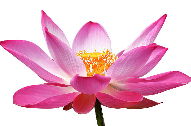 istock lotus flower isolated on white background 484192786