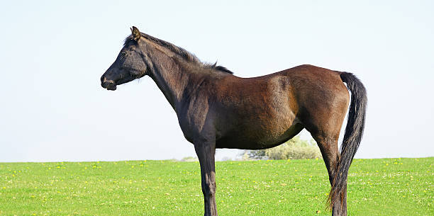 istock purebred arabian horse on meadow 484192823