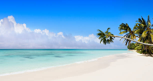 istock Idyllic Tropical Beach Paradise with Palm Trees 484193089
