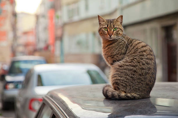 Istanbul Cat stock photo