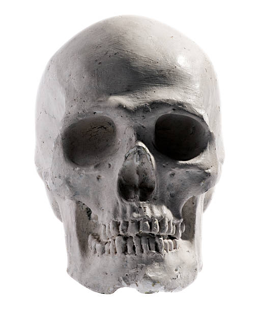 istock Model of a human skull isolated on white 484194801