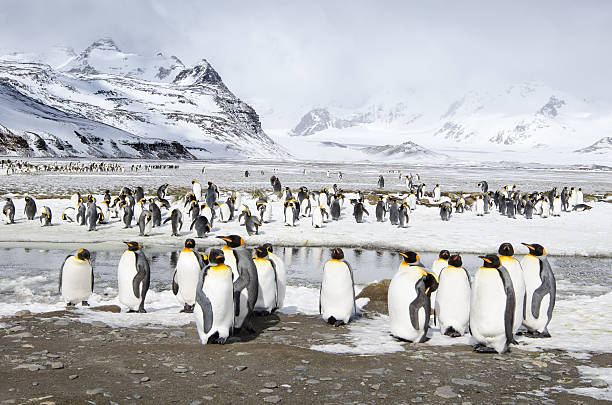 King penguins in the snow in South Georgia Colony of king penguins in the snow with a wide angle landscape background of the snow covered mountains of South Georgia king penguin stock pictures, royalty-free photos & images