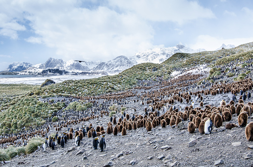 Large Colony of King Penguins and their chicks on Salisbury Plain South Georgia