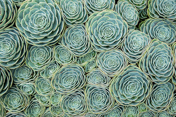 istock Natural pattern of hens and chicks succulents 484195934