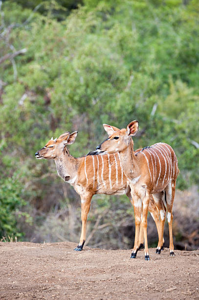 inyala on a ridge Two inyala stand on a ridge in the Kruger National Park antelope bongo stock pictures, royalty-free photos & images