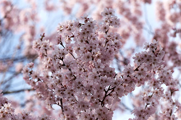 istock Sakura flower or cherry blossoms. 484198996