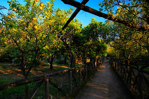 Lemon trees plantation, Sorrento, Amalfi Coast, Italy - future Limoncello Lemon trees plantation in Sorrento, Amalfi Coast, Italy - future Limoncello. amalfi food stock pictures, royalty-free photos & images
