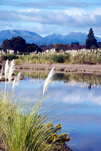 Motueka Causeway Looking to Richmond Ranges, Tasman Region, NZ Looking across the Motueka Causeway to the distant Richmond Ranges through the native ToiToi Grass on a winters day. Reflections of the ToeToe shine back as the tide has just reached high tide before it drains back out. motueka stock pictures, royalty-free photos & images