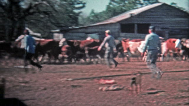 1971: Men corralling cattle for the local meat market.