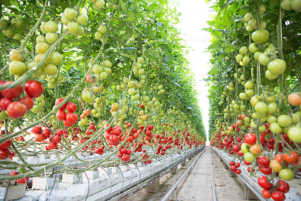 tomatos - greenhouse ストックフォトと画像