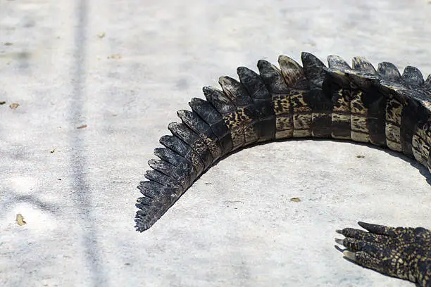 Closeup the tail of a crocodile