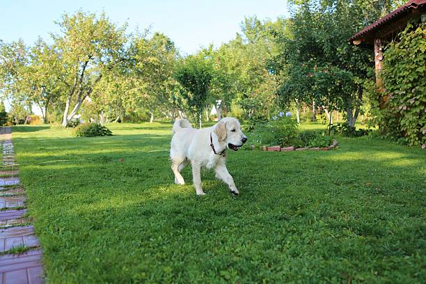 istock Golden retriever puppy 484208720