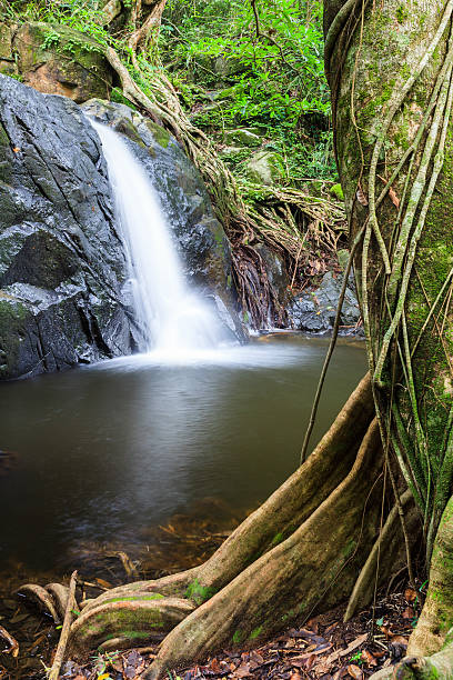 cascada y árbol raíz - tropical rainforest thailand root waterfall fotografías e imágenes de stock