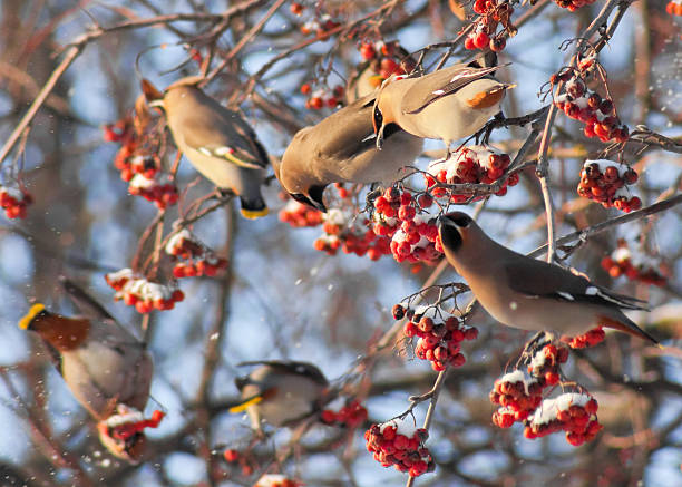 istock Waxwings on the mountain ash on branch 484212526