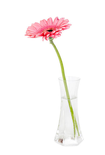 istock Flower pink gerbera in a glass vase 484214982