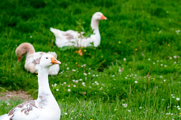 istock white goose - geese on farm 484217878