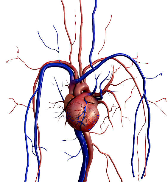 cuore - human heart pulse trace heart valve cardiac conduction system foto e immagini stock