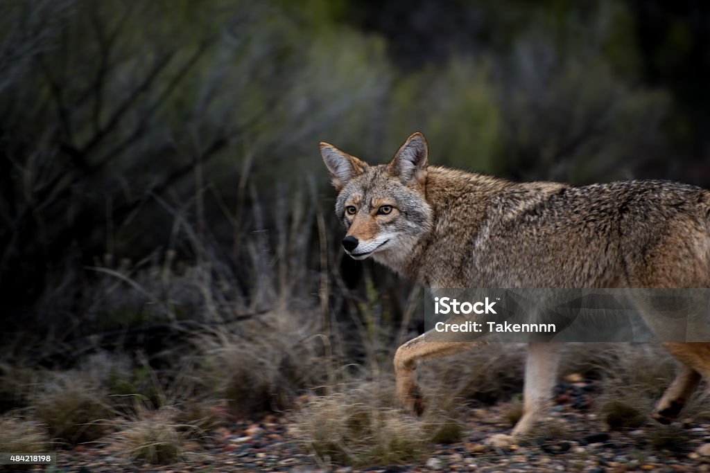 Coyote Looking at camera Western Coyote coming into the frame from the right looking at the camera. Desert foliage and brush behind the coyote. Brown and orange colouring. Brown eyes.  Coyote Stock Photo