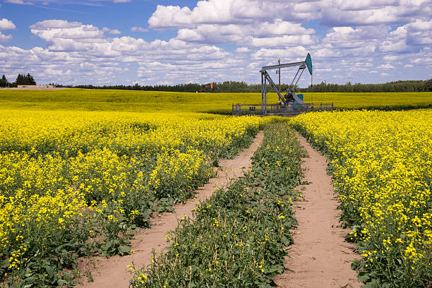 Oil Pump jack in the middle of blooming canola field stock photo