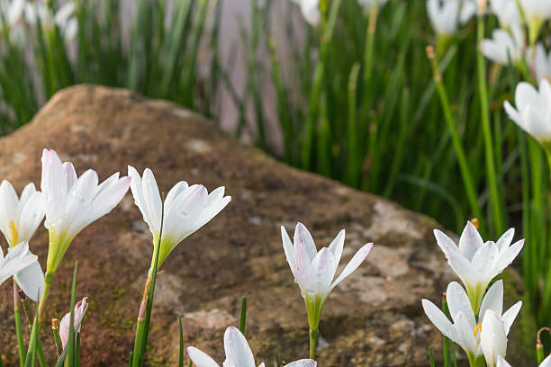 istock beautiful krachiew flower 484218584