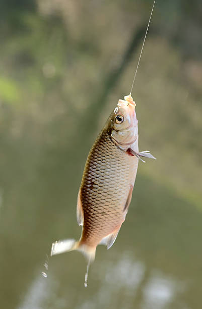 istock Freshly caught fish on a hook and fishing line 484221083